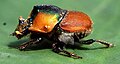 Onthophagus alamsugukonnast Scarabaeinae