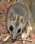 Vorschaubild für Streifengesicht-Schmalfuß-Beutelmaus