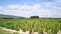 Vigne en été à Chénas.