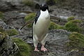 Coronation Island, South Orkney, Antarctica