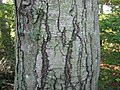 Closeup of bark beginning to crack and peel its first layer