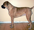 iBoerboel Inja yaseNingizimu Afrika