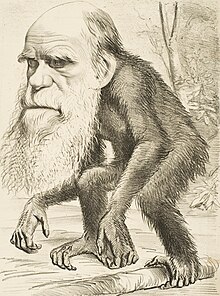 Editorial cartoon depicting Charles Darwin as an ape (1871).jpg