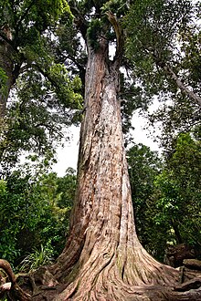 Podocarpus totara