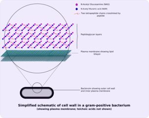 Parede celular grampositiva.