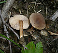 Lactarius lepidotus