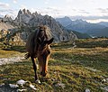 Parco Naturale Tre Cime horses 1.jpg2 355 × 2 000; 1,53 MB