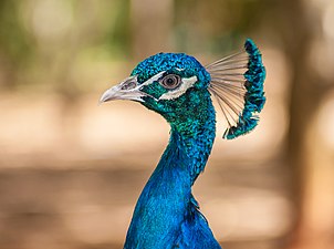 18/10: Detall del cap i del coll d'un paó blau (Pavo cristatus)