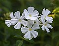 56 Phlox paniculata 'Fujiyama' (d.j.b.) 01 uploaded by Famberhorst, nominated by Famberhorst