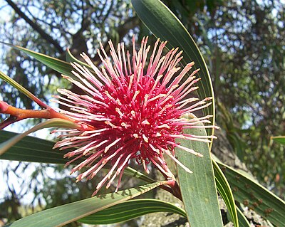 Hakea laurina, or Pincushion Hakea