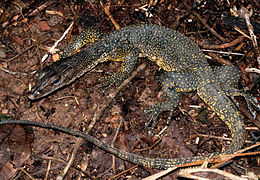 August 18: marbled water monitor