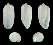 Acteocina lactuca, shell