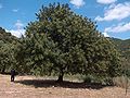 Ceratonia siliqua nativa habitat (Sardinia, Italy).