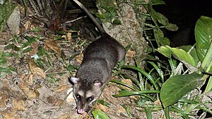 Philander opossum