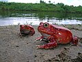 grenouille tomate (Dyscophus antongilii)