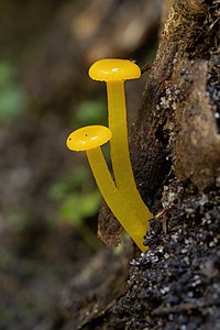 Gliophorus chromolimoneus, by JJ Harrison