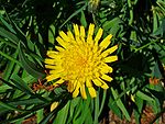 Hieracium bupleuroides