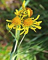 Owl's claws (Hymenoxys hoopesii) flowers