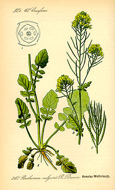 Barbarea vulgaris