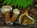 Lactarius gerardii