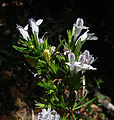 Lepechinia chamaedryoides (Chile)