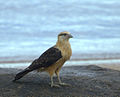 Yellow-headed caracara