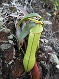 Thumbnail for Nepenthes gracilis