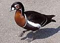 Qaza sîngsor (Branta ruficollis)[2]