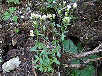 Saxifraga adscendens