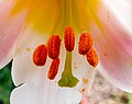 * Nomination: Blütenstaub an den Staubblättern einer Lilienblüte (Lilium) --F. Riedelio 17:43, 16 August 2024 (UTC) * * Review needed