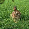 a rabbit