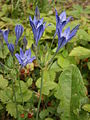 Triteleia laxa 'Koningin Fabiola'