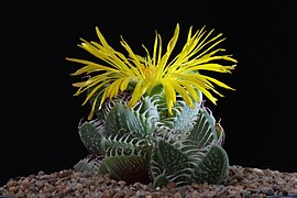 Faucaria tigrina