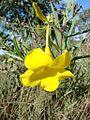 Kvetoucí Allamanda angustifolia