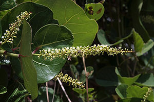 Coccoloba uvifera