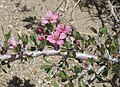 Desert peach (Prunus andersonii) flowers close