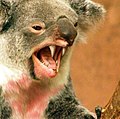 little photomanipulation of a fangy koala