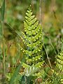 Щитовник гребенчатый (Dryopteris cristata)