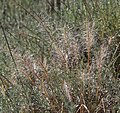 Squirrel-tail grass (Elymus elymoides) late-season form