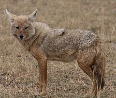 Paprastasis šakalas (Canis aureus)