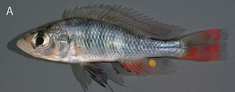 August 23: the fish Haplochromis argens