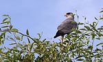 Sånghökar Ersätter fil:Pale Chanting Goshawk .jpg