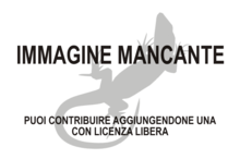 Immagine di Cyrtodactylus australotitiwangsaensis mancante