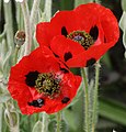 Ladybird poppy (Papaver commutatum)