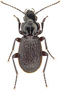 January 24: A Pterostichus punctatissimus beetle.