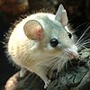 A spiny mouse