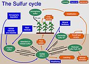 Diagramme du cycle du soufre.