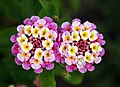 Image 25Twin flowers of Lantana camara with unexpected guest