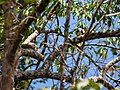 White-fronted falconet