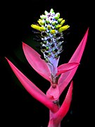 Aechmea maculata